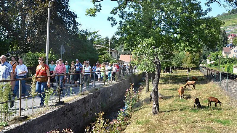 Exklusive Weinwanderung mit Speis und Trank - Exklusive kulinarische Weinführung mit moderierter 6er- Weinprobe für 5h