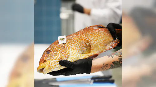 Edutainment - Fischfiletierkurs