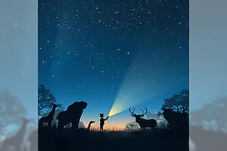 Wenn die Tiere schlafen gehen...