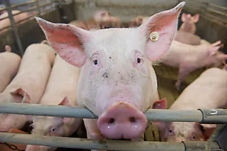 ARCHIV - ILLUSTRATION - 11.02.2015, Mecklenburg-Vorpommern, Benitz: Mastschweine stehen in einem Mastbetrieb  in einem Stall. In Sternberg findet am 16. MAi 2018 ein Anhörungstermin zur umstrittenen Schweinemastanlage Suckwitz mit fast 8000 Plätzen am Naturpark Nossentiner Schwinzer Heide statt. Foto: Stefan Sauer/dpa-Zentralbild/dpa +++ dpa-Bildfunk +++ [Stefan Sauer (dpa)]