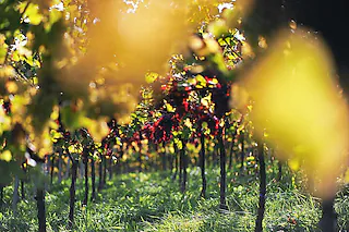 Weingut Graf Wolff Metternich