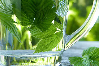 Kräutertees aus dem Garten