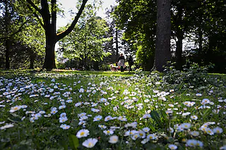 Frühling in der Joseph-Brandel-Anlage in Haslach. Gänseblümchen, Frühling in Freiburg Ein kleines Paradies ist die Joseph-Brandel-Anlage in diesen Tagen. Ein Meer aus Gänseblümchen erstreckt sich über die Wiese des Freiburger Parks, der etwas versteckt in Haslach liegt. [Kathrin Blum]