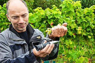 Weinhaus und Weingut Landmann