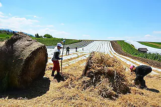 <ONBU></ONBU>Stroh auf Erdbeerfeld, Bächlehof [Foto: Martin Pfefferle]