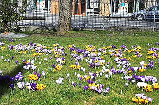 Aichele-Park