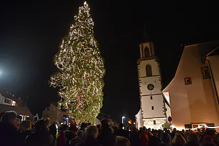 Mammutbaum (Eichsel)