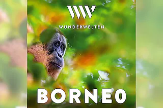WunderWelten: Borneo - Dschungelleben