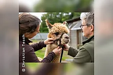 Handlingkurs für Alpakas
