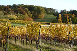 Wald und Mensch im Kaiserstuhl