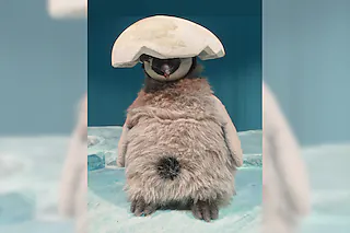 Pit Pinguin (ab 3 Jahren)