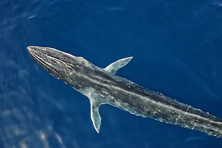 Unser Mittelmeer - Was lebt unter der Oberfläche?