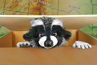 Rocky Waschbär - Der Apfelkuchendieb (ab 4 Jahren)