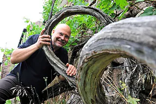 Große Weinbergwanderung - „5 km - 6 Weine Tour“ mit dem Winzer in 4h zum „Goldenen Wagen“