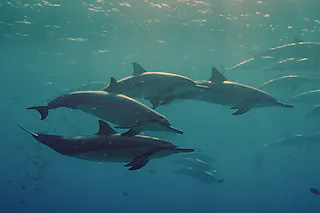  [Foto: Doclights / NDR Naturfilm]