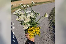 Wildkräuter für die Hausapotheke