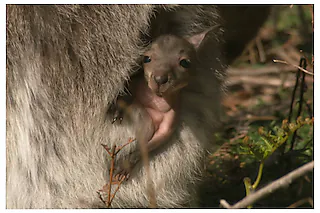 Tasmaniens wundersame Tierwelt - Die Insel der Schnabeltiere
