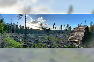 Mein Wald - Fünf Jahre zwischen Mythos und Holz