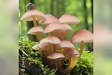 Einstieg in die Welt der Pilze
