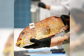 Küchenhandwerk - Fischfiletierkurs mit Kochbuchautor Gabriel Arendt