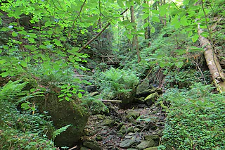 Wolfsschlucht