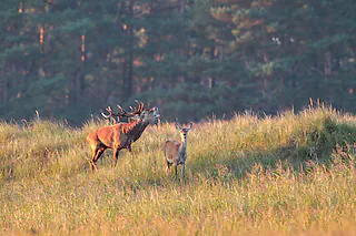 Hirschbrunft am Darßer Ort