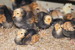 Ostern rückt näher &amp;#8211; und deshalb ist es wieder soweit: Am Freitag, den 4. April, veranstaltet der Schulbauernhof Domäne Hochburg e.V. von 14 bis 18 Uhr sein traditionelles Kükenschlupffest. Auch dieses Jahr werden wieder kleine Zwerghuhnküken schlüpfen. Dazu gibt es wie immer ein buntes Rahmenprogramm für Groß und Klein rund um Henne, Hühner, Küken und Eier. Leckerer Kuchen und feine Getränke &amp;#8211; so beispielsweise Hochburger Apfelsaft &amp;#8211; runden das Angebot ab. Das Fest findet auf der Domäne Hochburg in Emmendingen statt. Sie liegt unterhalb der gleichnamigen Burgruine. Weitere Informationen unter www.schulbauernhof-hochburg.de. [Privat]