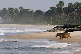 Surfing Hippos - Der Strand der Dschungeltiere