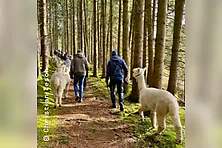 Die grosse Alpaka Wanderung! - Tourdauer ca. 4,5 Stunden