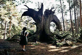 Pans Labyrinth