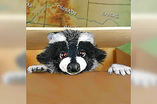 marotte Theater - Rocky Waschbär
