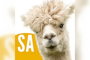 Nationale Alpaka Show