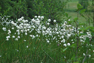 Natuschutzgroßprojekt Feldberg-Belchen-Oberes Wiesental: Wollgras in einer moorigen Wiese. [Regine Ounas-Kräusel]