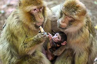 PRODUKTION - 19.05.2022, Baden-Württemberg, Salem: Ein wenige Tage altes Berberaffen-Baby sitzt im Affenberg zwischen zwei weiblichen Berberaffen. Das wenige Tage alte Berberaffen-Baby ist eines von sechs Babys, die in Deutschlands größtem Affenfreigehege in diesem Jahr auf die Welt gekommen ist. Foto: Felix Kästle/dpa +++ dpa-Bildfunk +++ [Felix Kästle (dpa)]