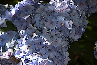 <ONBU></ONBU>Fenchel, Obst, Gemüse, Blumen, Hortensien, Gabriele Kapp [Tanja Bury]