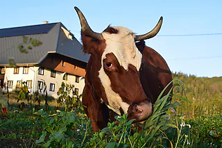 Mathislehof