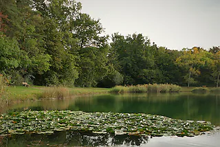 Sasbacher Badesee