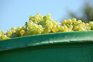 Weingut Weber-Link
