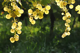 Weingut Wagenmann (Wettelbrunn)