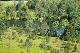 Ursee