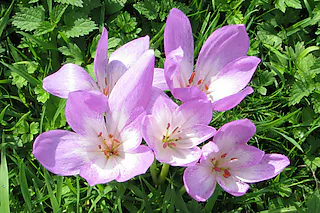Forstliches Arboretum Liliental