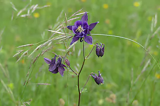 Steppenheide Hardt