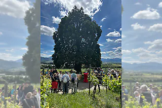 Kulinarische Weinwanderung auf dem Bad Krozinger Rebberg