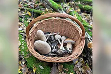 Bad Schönborner Pilzlehrwanderung