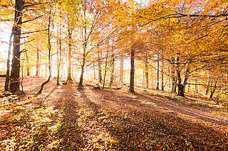 Wald- und Wiesenwanderung 2026
