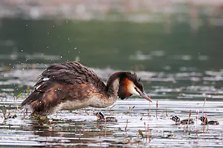 Kraniche, Seeadler & andere Küstenvögel - Kranichglück in Bresewitz