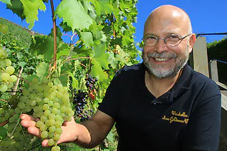 Kleine Weinbergwanderung - mit moderierter 4-Weinprobe durch die Radebeuler Weinberge für 3h