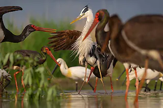 Black stork, Ciconia nigra, fighting with Grey heron, Ardea cinerea, Pusztaszer, Kiskunságy National Park, Hungary [Foto: Staffan Widstrand]