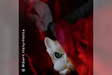 "Carmen ...or not?"