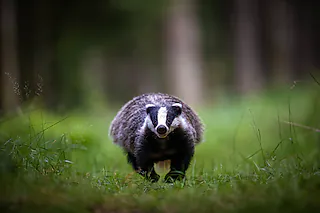 Wildnis vor der Haustür